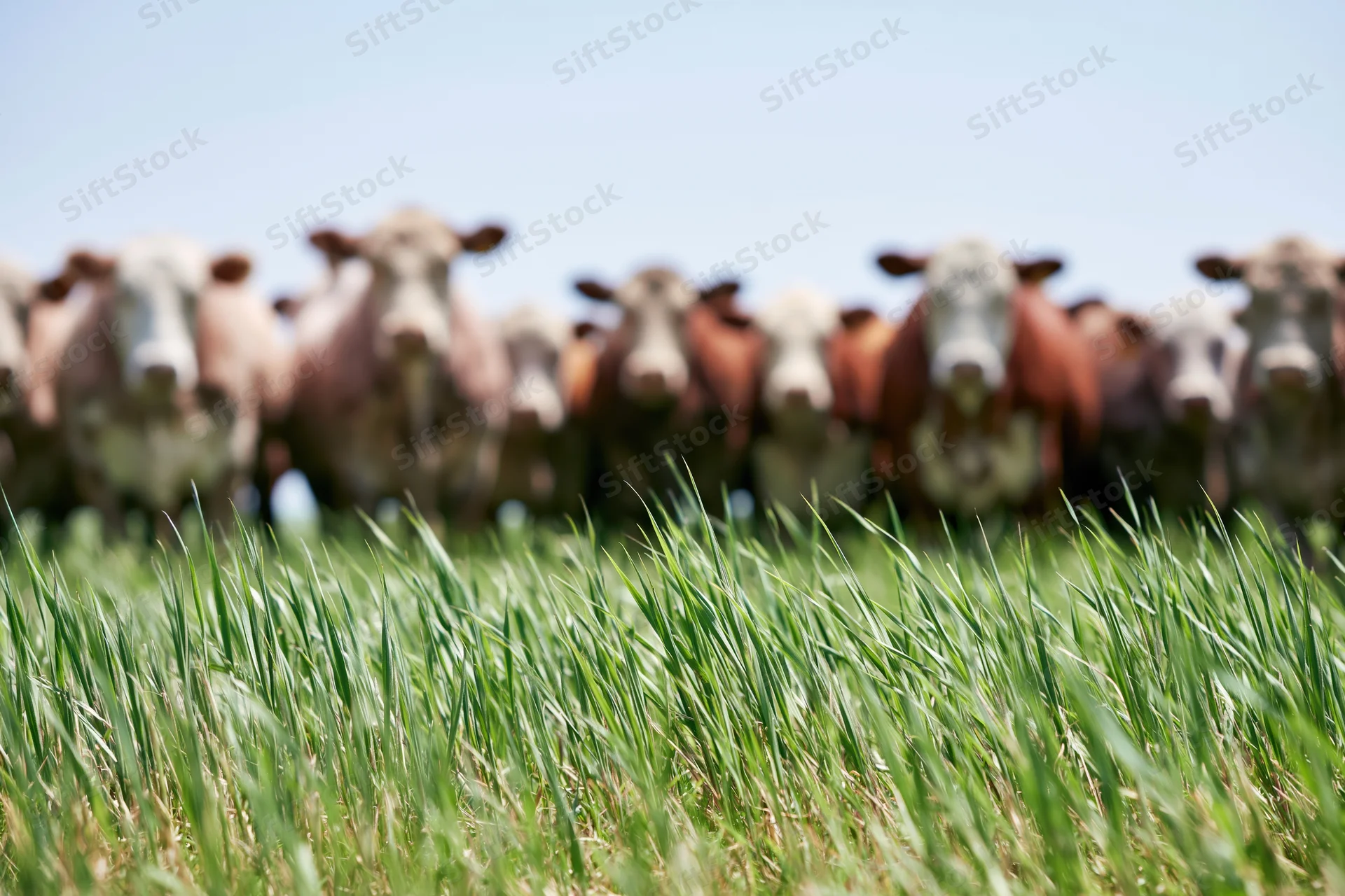 Herd of cows standing in a grassy pasture under a clear sky