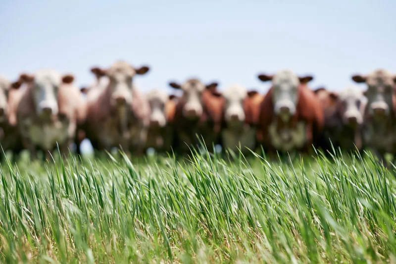 Herd of cows standing in a grassy pasture under a clear sky