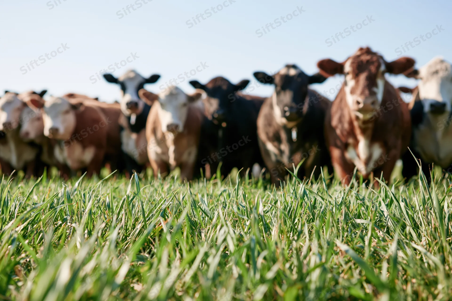 Herd of cattle standing in a grassy pasture under clear sky