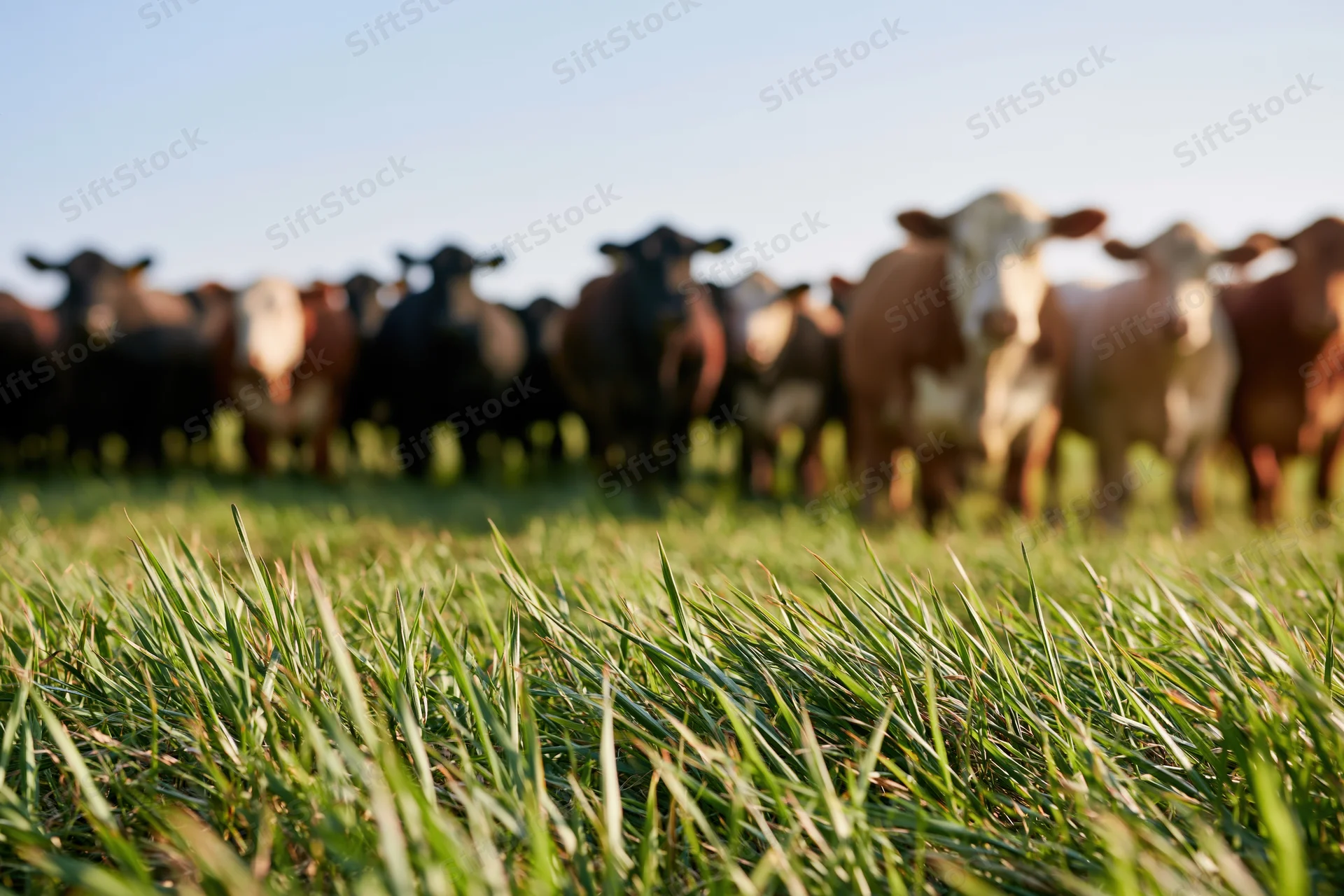 Herd of cattle standing in a grassy pasture under a clear sky