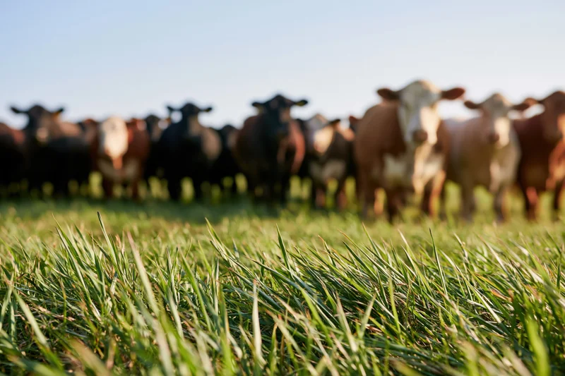 Herd of cattle standing in a grassy pasture under a clear sky