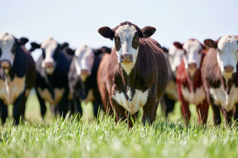 Herd of cows standing in a grassy pasture on a farm