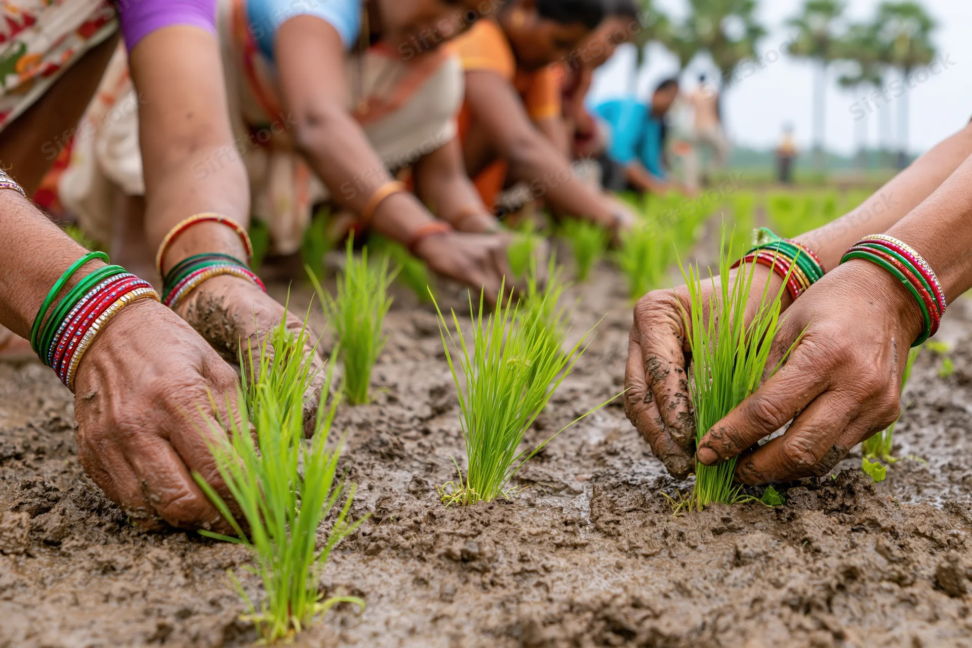 Women planting rice seedlings in muddy field with hands covered in soil and colorful bangles