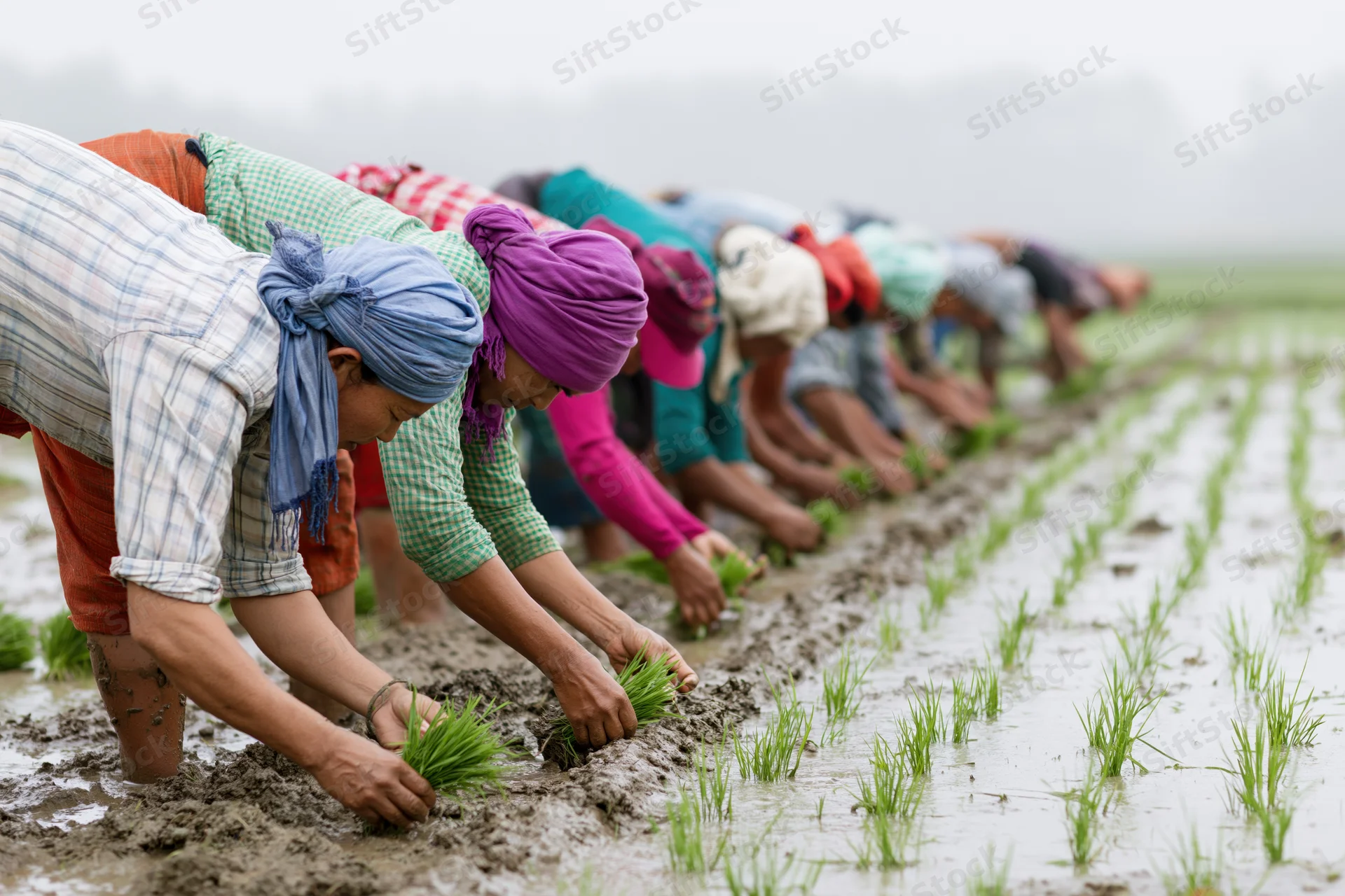 Line of farmers planting rice seedlings in a wet paddy field