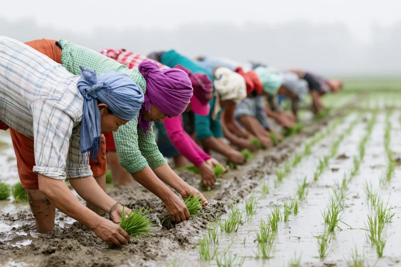 Line of farmers planting rice seedlings in a wet paddy field