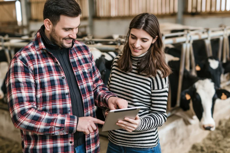 Man and woman using tablet in barn with cows