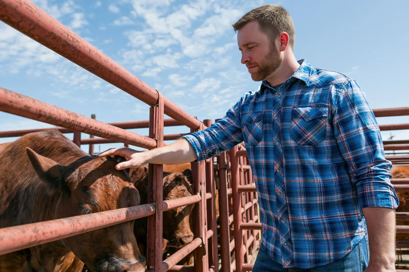 Man in blue plaid shirt petting cow through metal fence on ranch