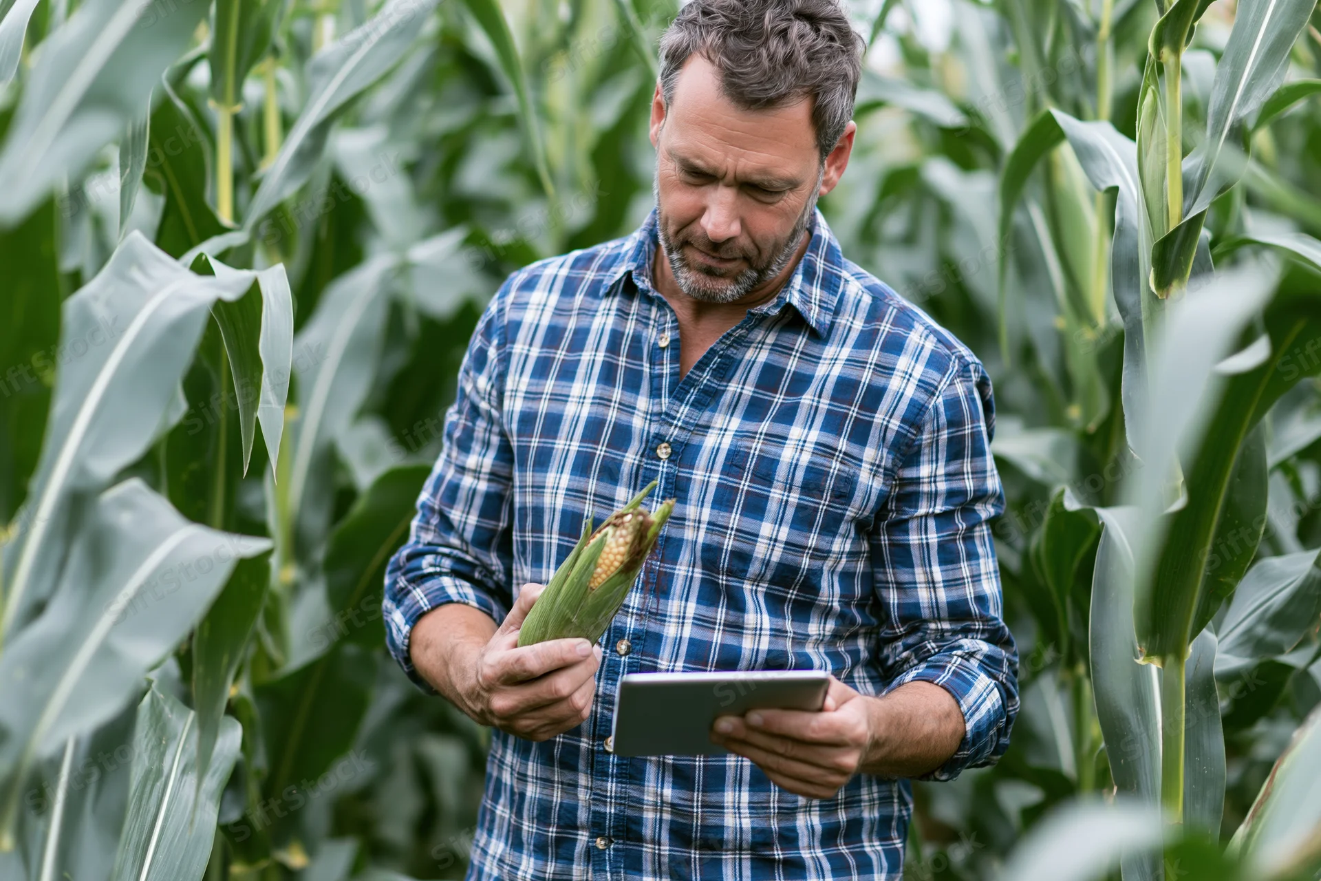 Man inspecting corn cob while using tablet in cornfield