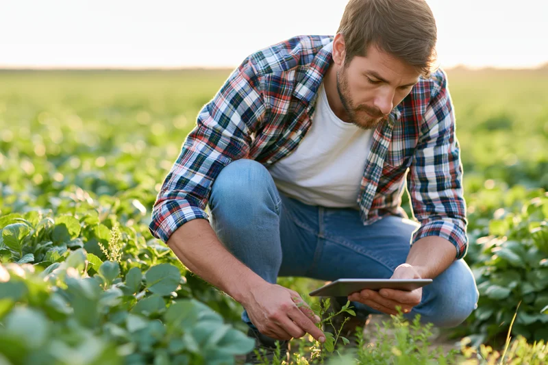 Man crouching in a field examining plants with a tablet