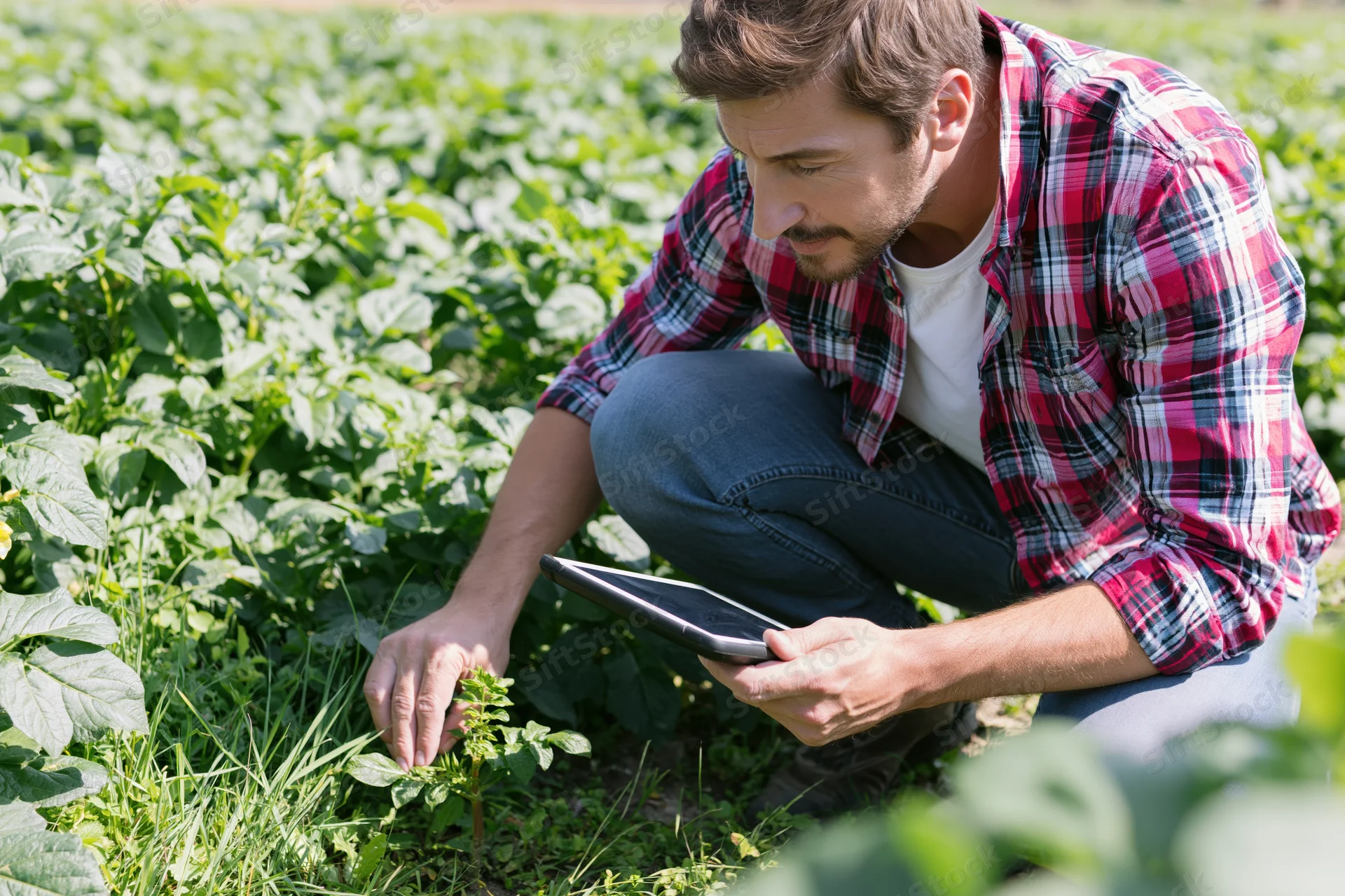 Farmer inspecting a plant in a field with a tablet