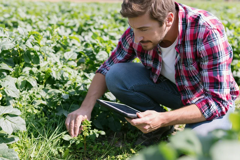 Farmer inspecting a plant in a field with a tablet