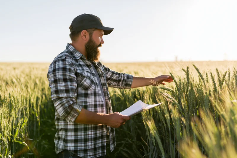 Farmer inspecting wheat crop in a field holding a document