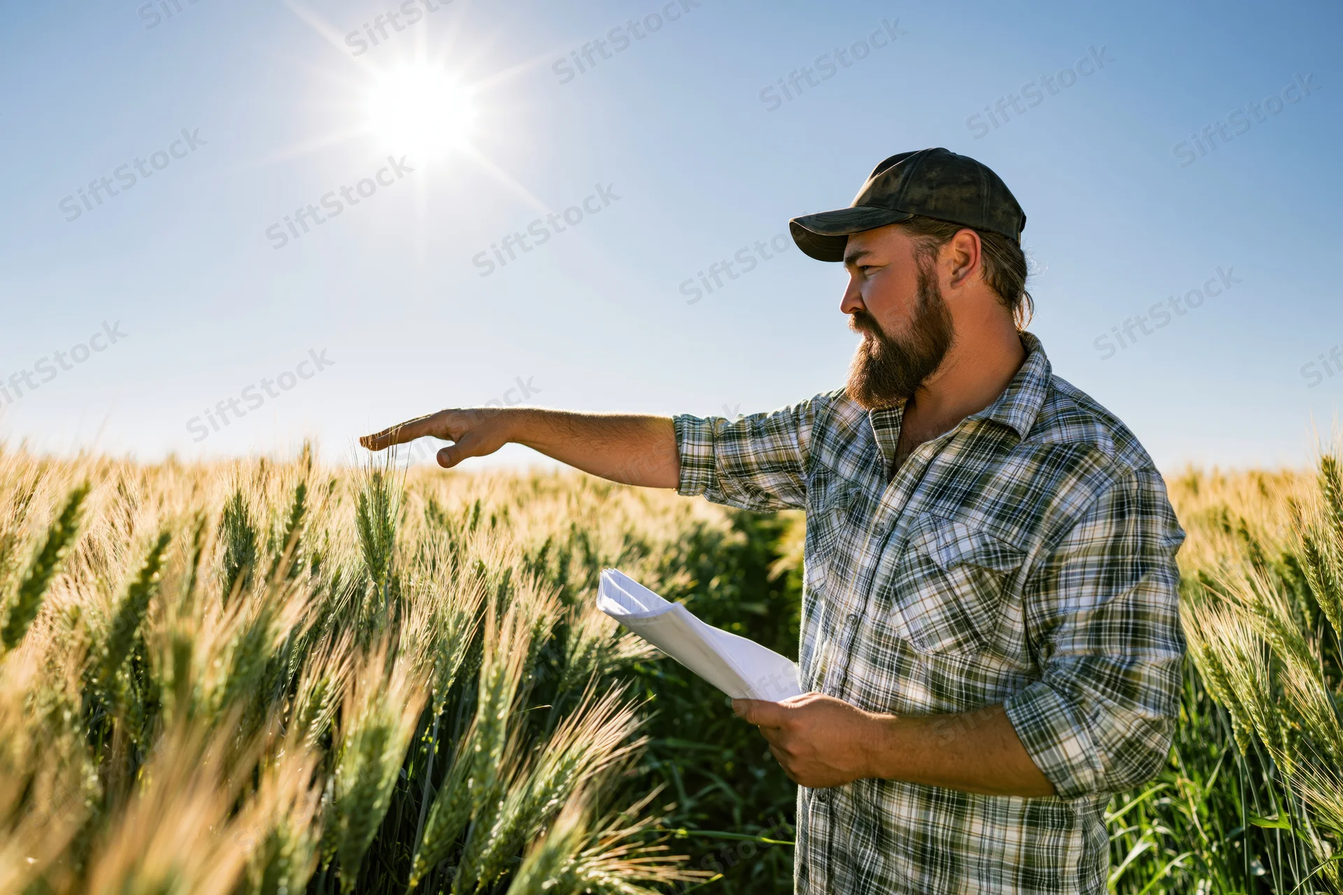 Farmer pointing at wheat crop in field while holding paper document