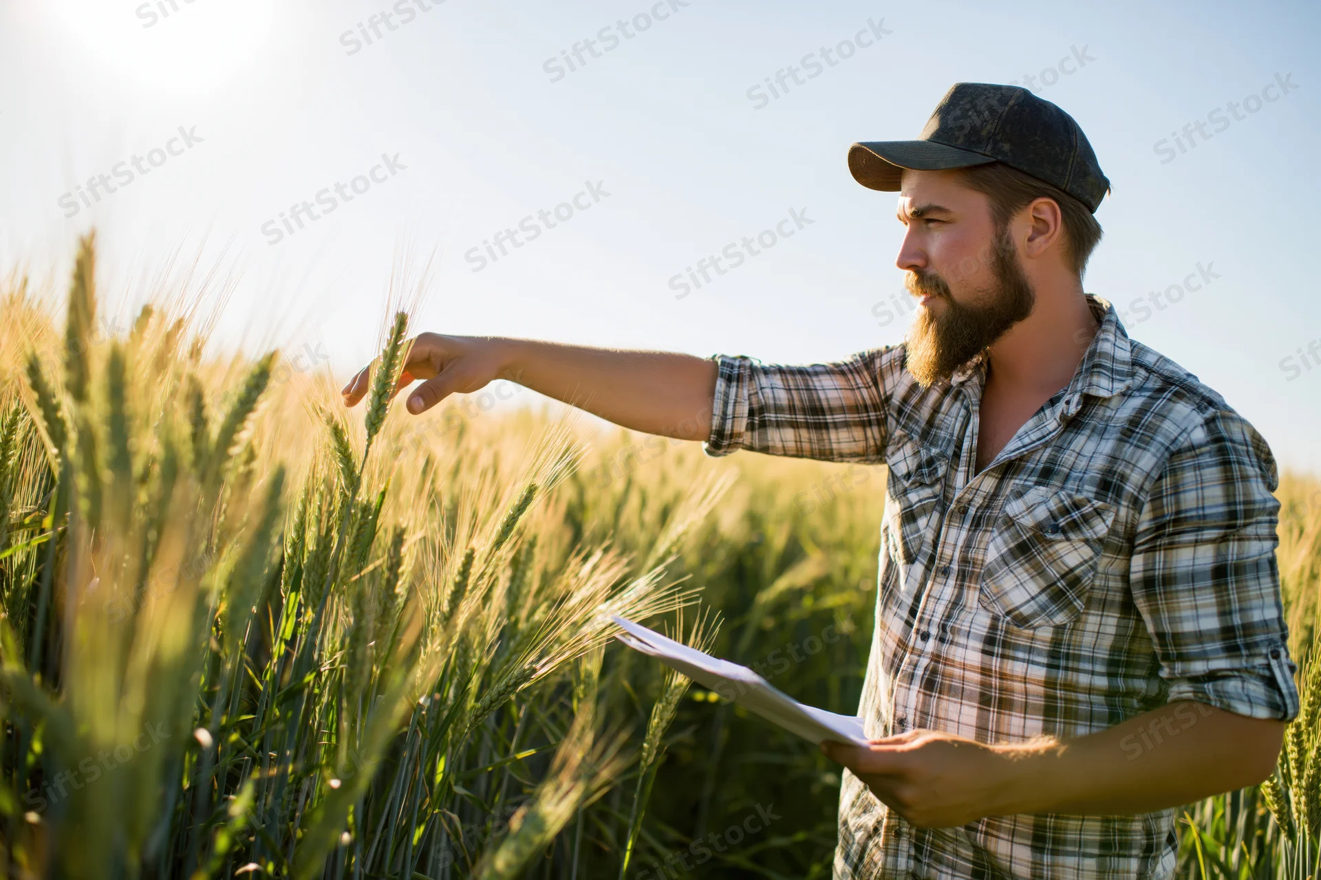 Farmer inspecting wheat crop in field holding clipboard during daytime