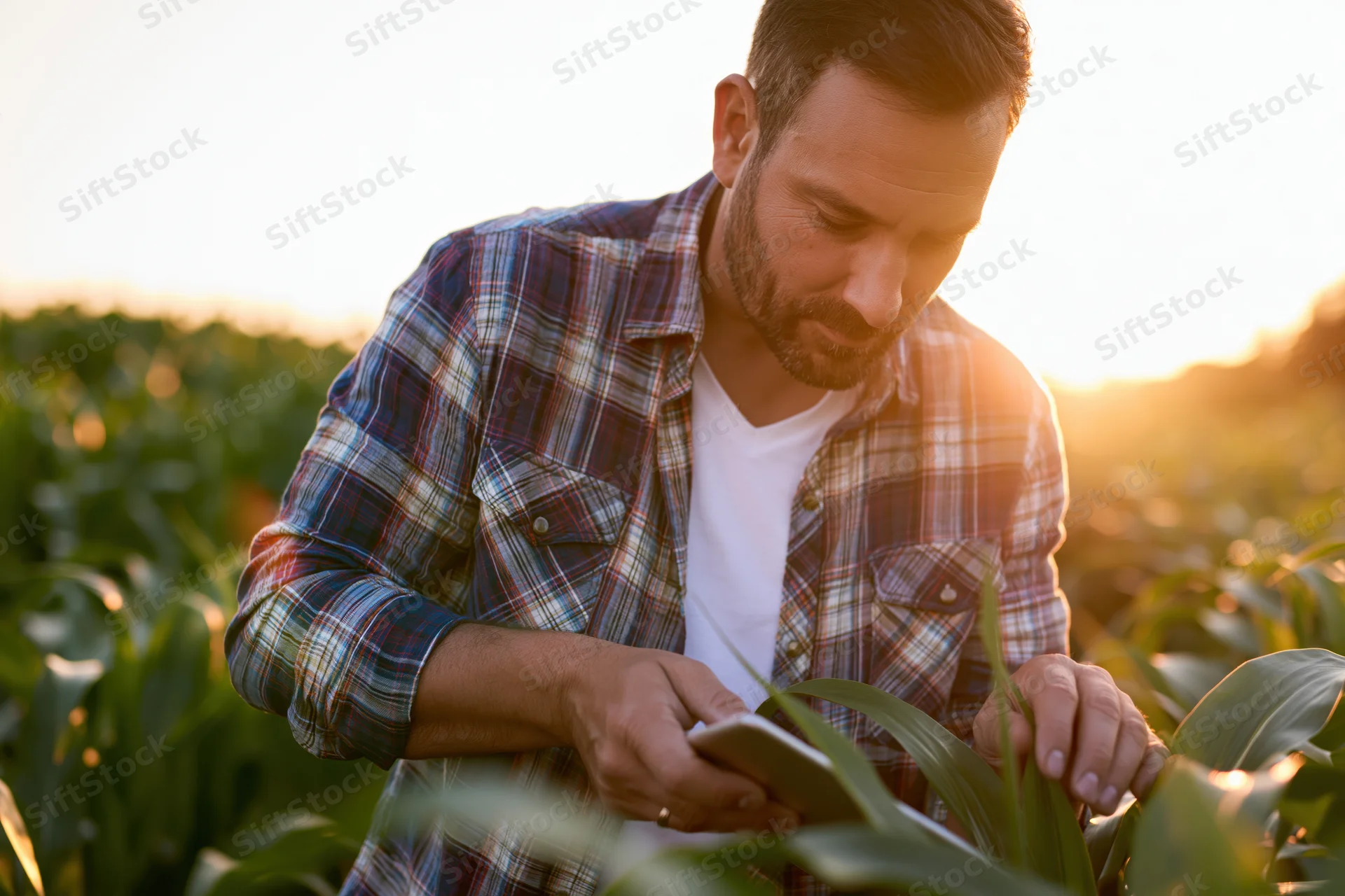 Man inspecting corn plants with smartphone in field at sunset