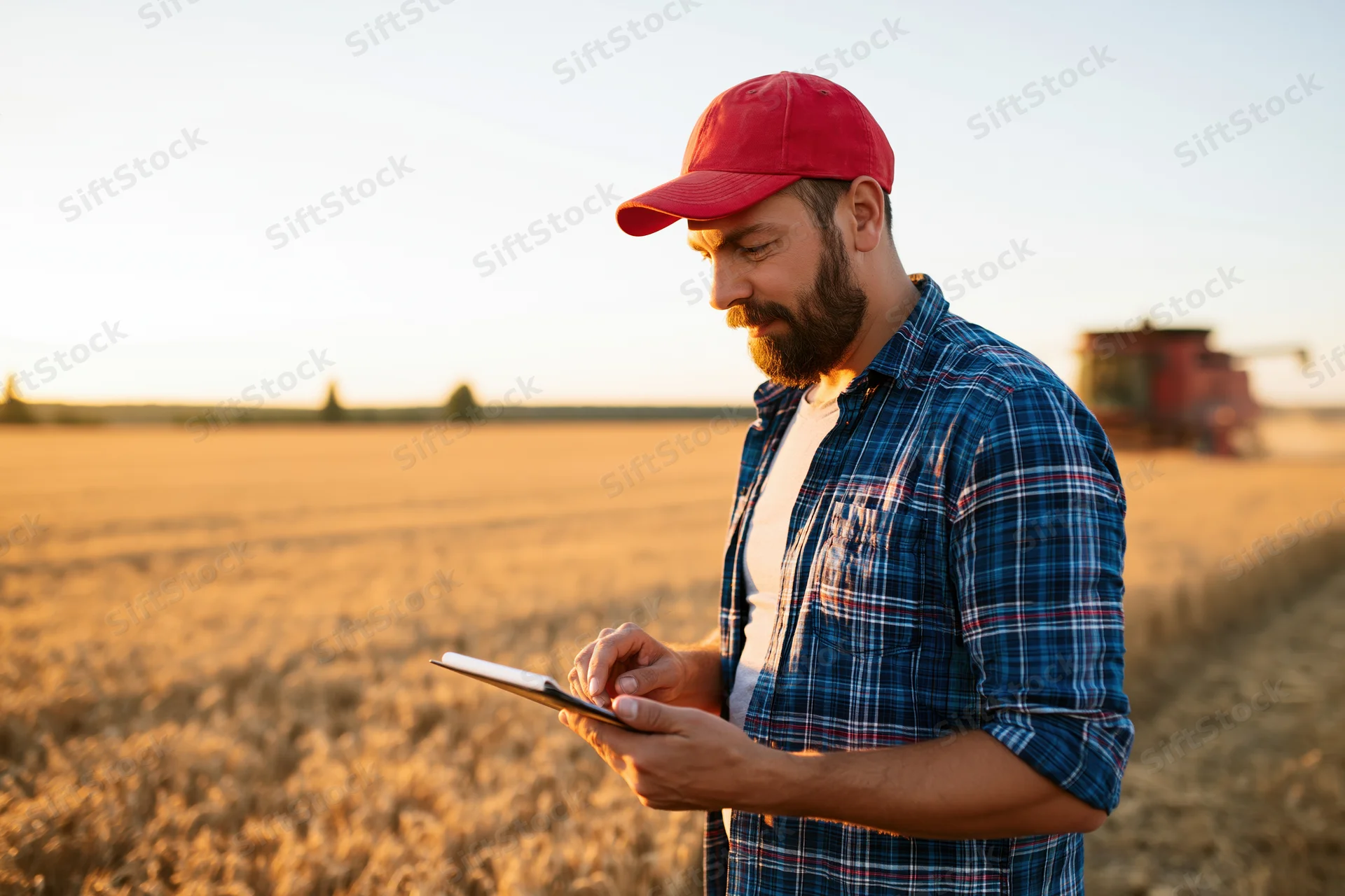 Farmer using tablet in wheat field during harvest with tractor in background