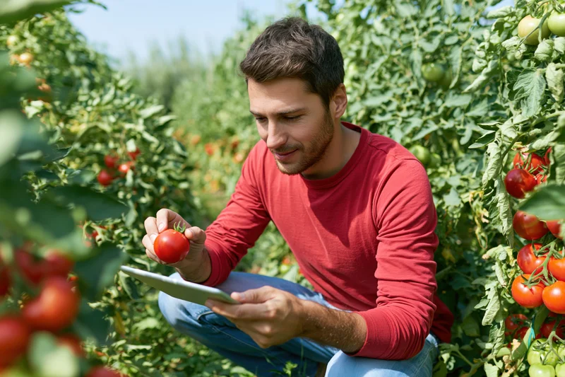 Man inspecting tomato in garden with tablet
