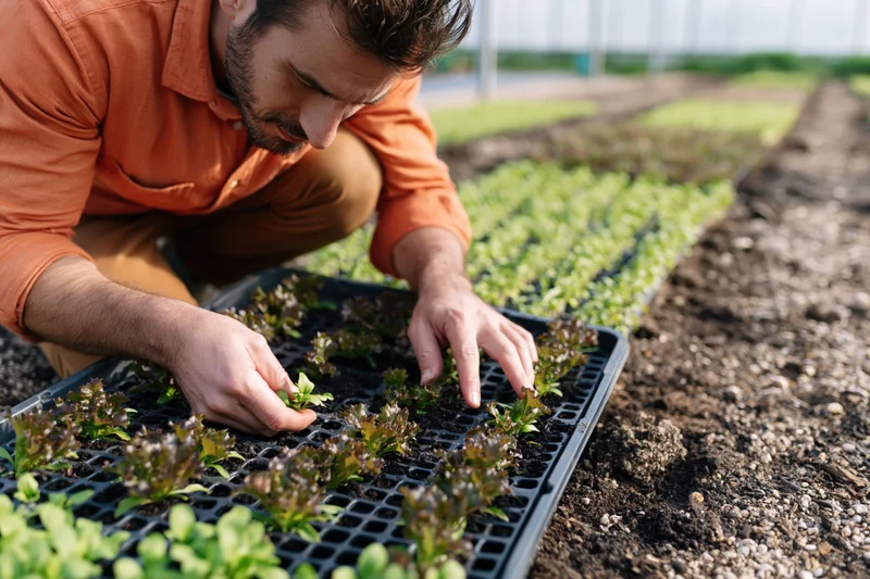 Man crouching to plant seedlings in a tray in a greenhouse garden