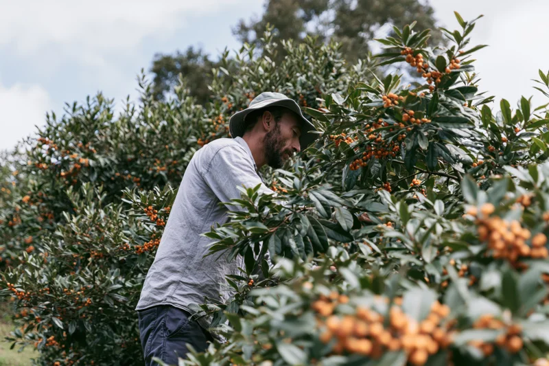 Man harvesting loquats from a tree in an orchard