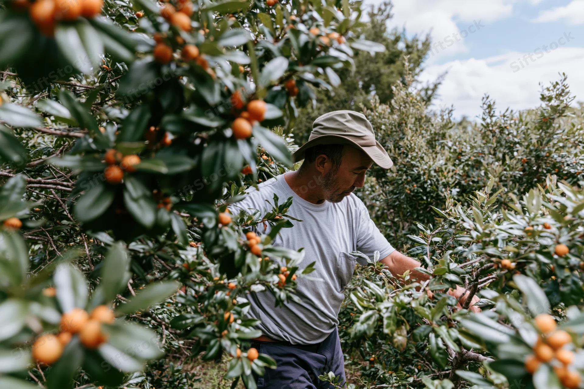 Man harvesting loquats from a tree in an orchard during daylight