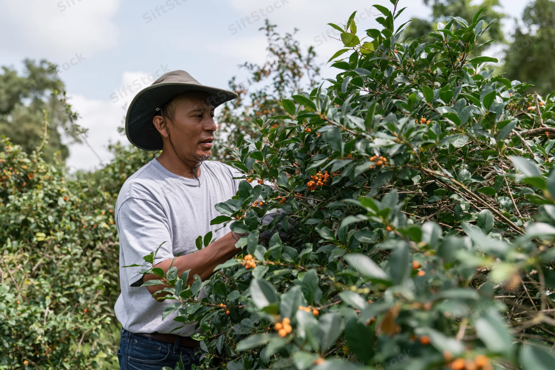 Man harvesting coffee beans from a bush in a farm field