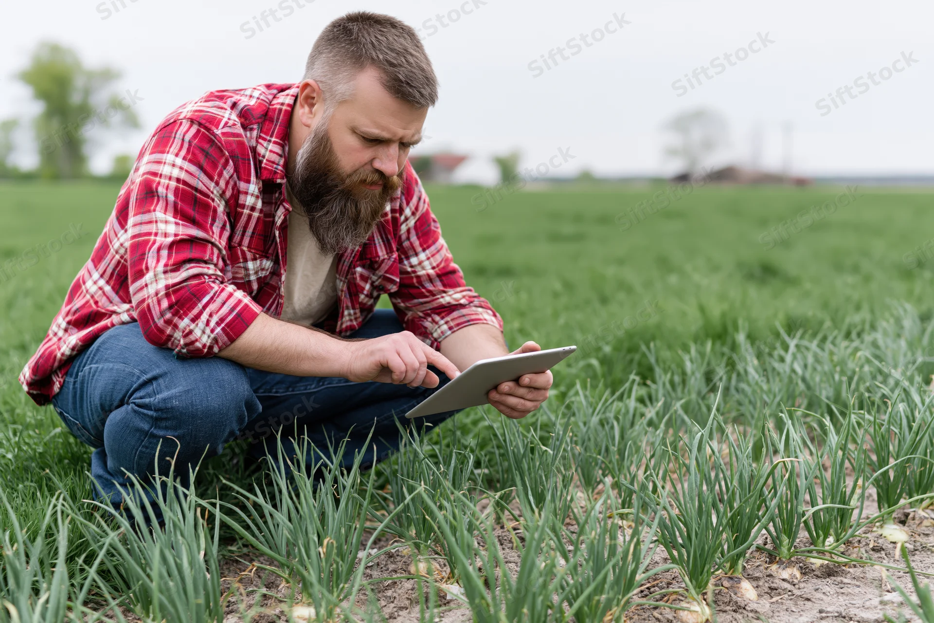 Man squatting in a field of onions using a tablet for crop inspection