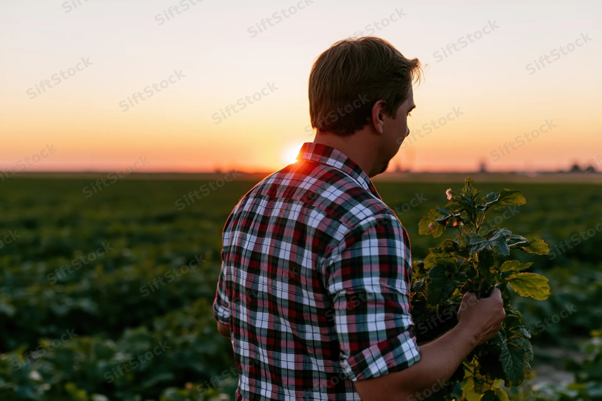 Man in plaid shirt inspecting a plant in a field at sunset