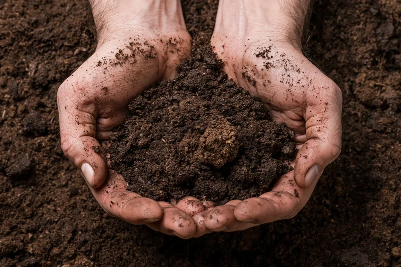 Hands holding rich dark soil in a garden setting