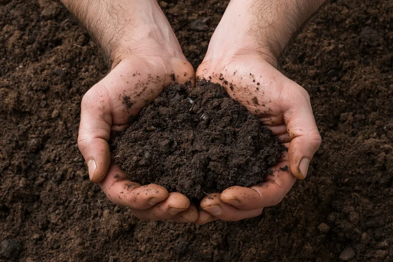 Hands holding rich dark soil in a farming field