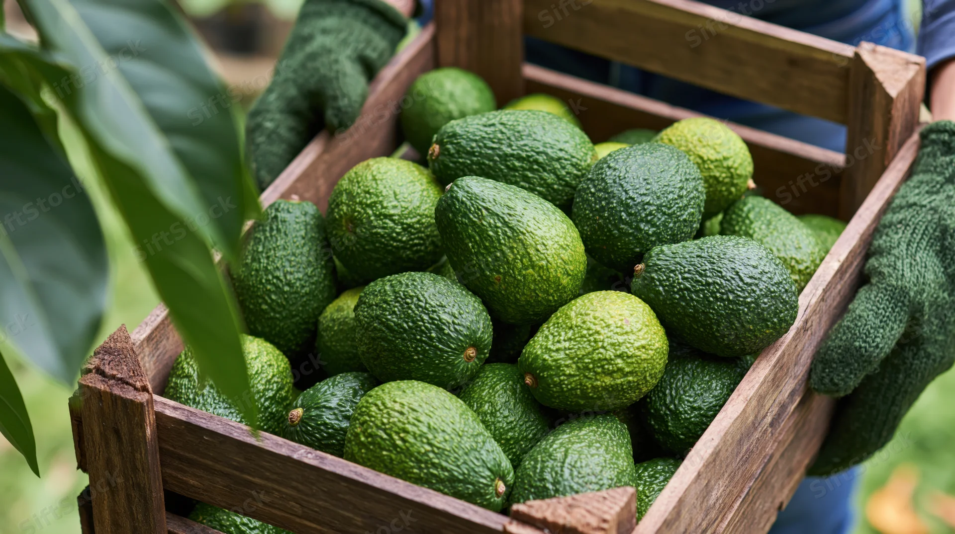 Gloved hands holding a wooden crate filled with fresh avocados in an orchard