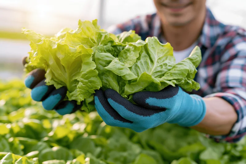 Farmer holding fresh lettuce in gloved hands in greenhouse