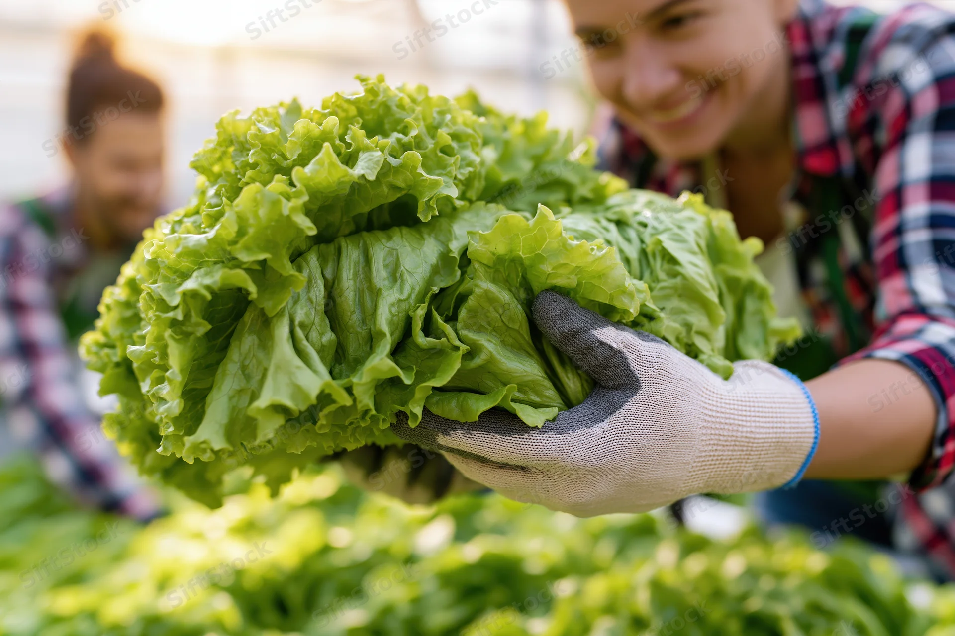 Woman holding fresh lettuce in a greenhouse garden during harvest
