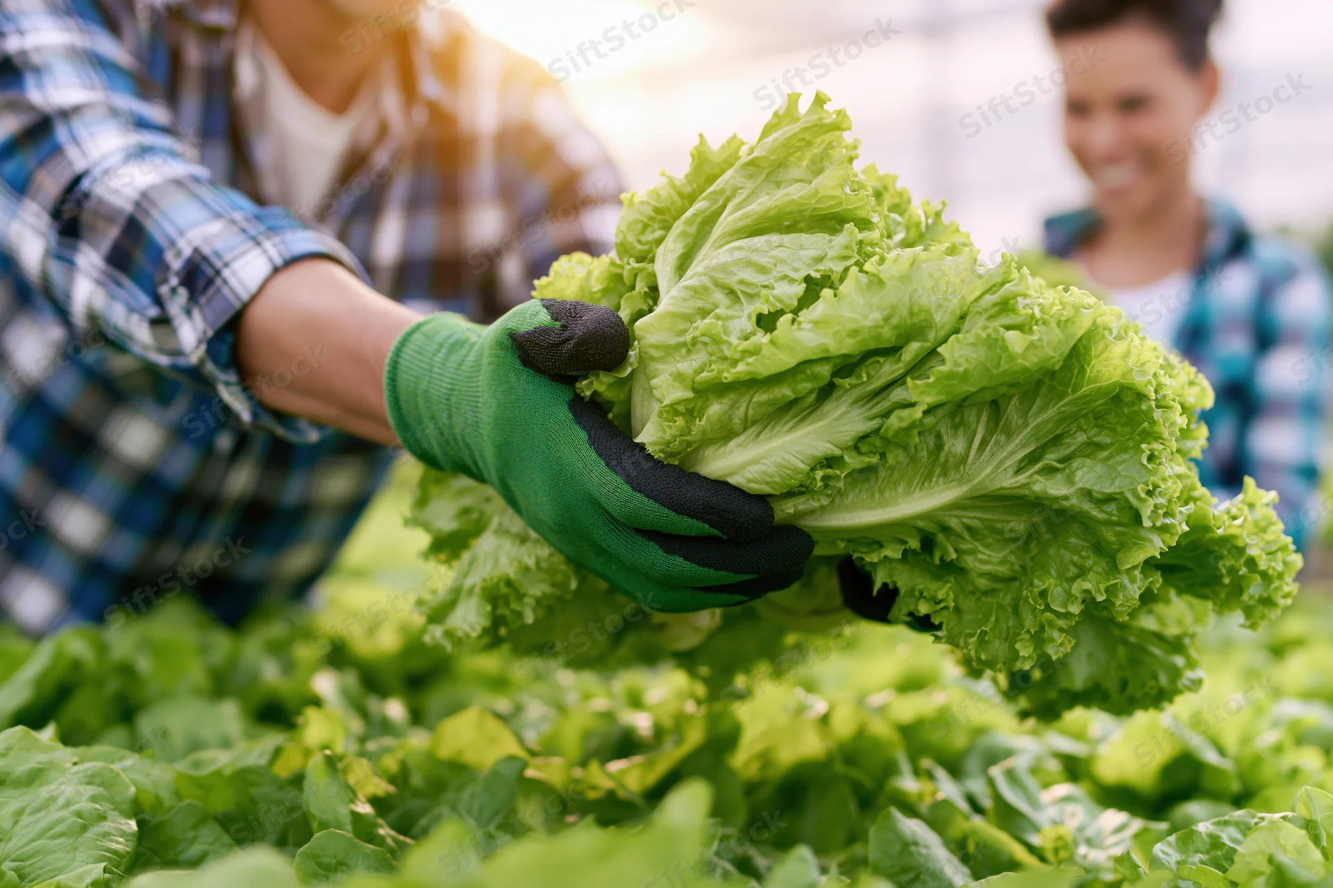 Farmer holding freshly harvested lettuce in a greenhouse garden