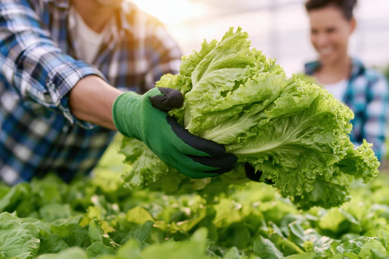 Farmer holding freshly harvested lettuce in a greenhouse garden