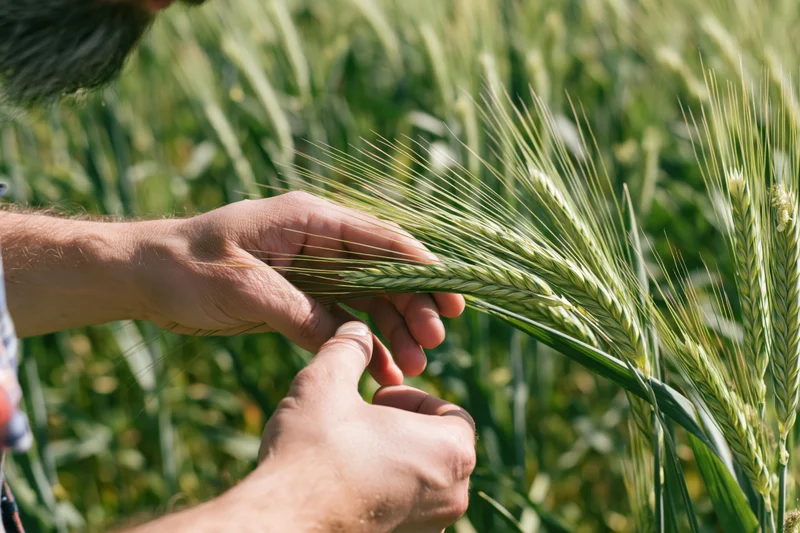 Farmer inspecting wheat crop in a field during summer daylight