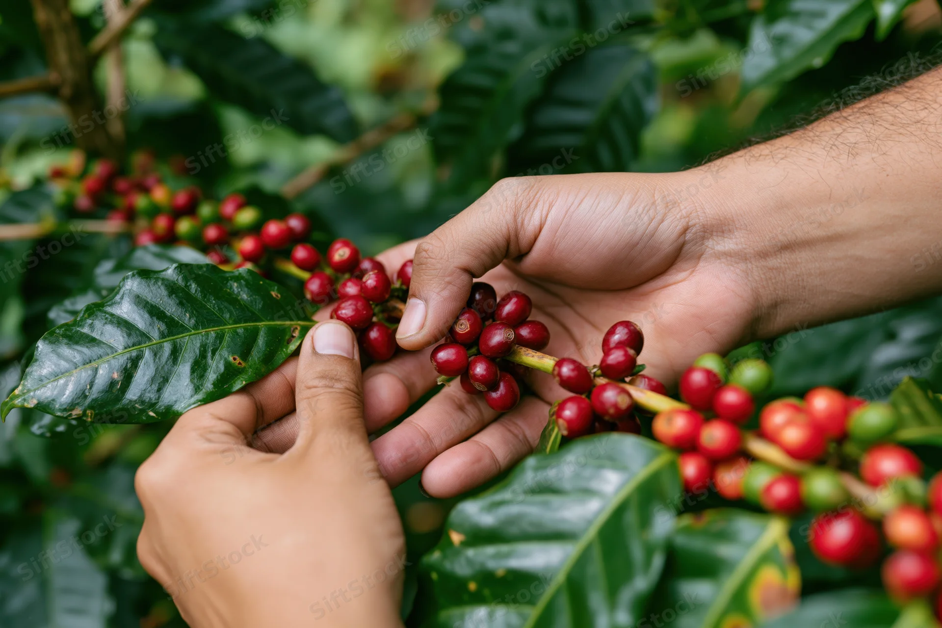 Hands picking ripe red coffee cherries from a branch among green leaves on a farm