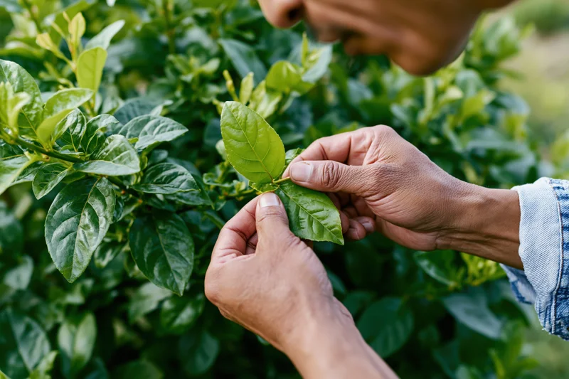 Hands inspecting a leaf on a green plant in a garden setting