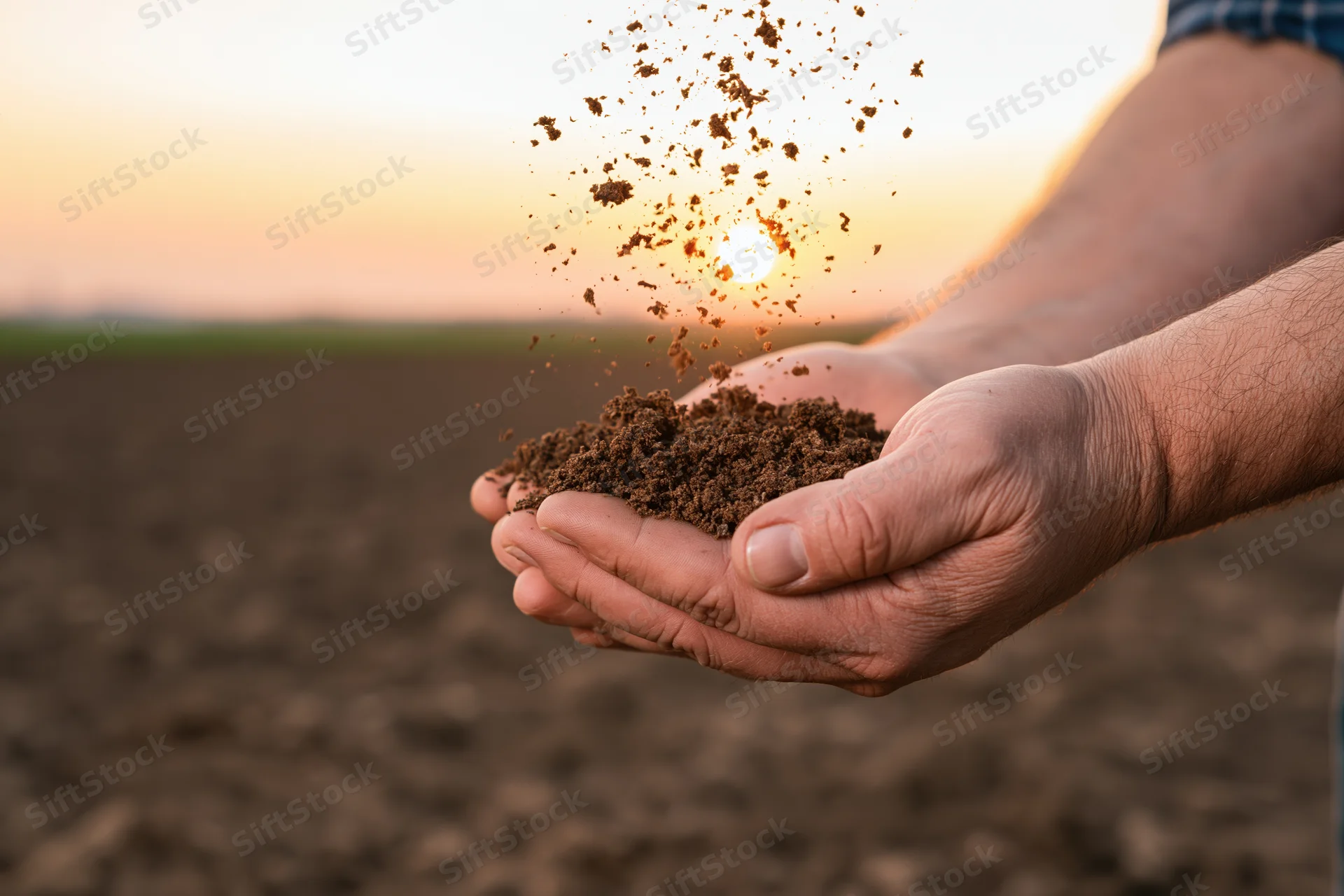 Hands holding soil over a plowed field at sunset