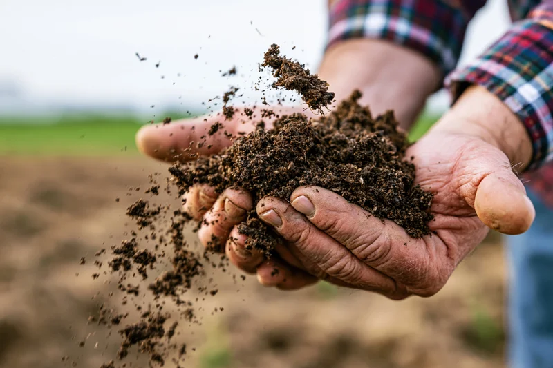 Hands cupping rich soil in a field, soil falling between fingers, outdoor farm setting