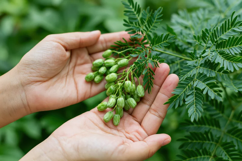 Woman's hands holding green seed pods from a leafy plant in a garden setting