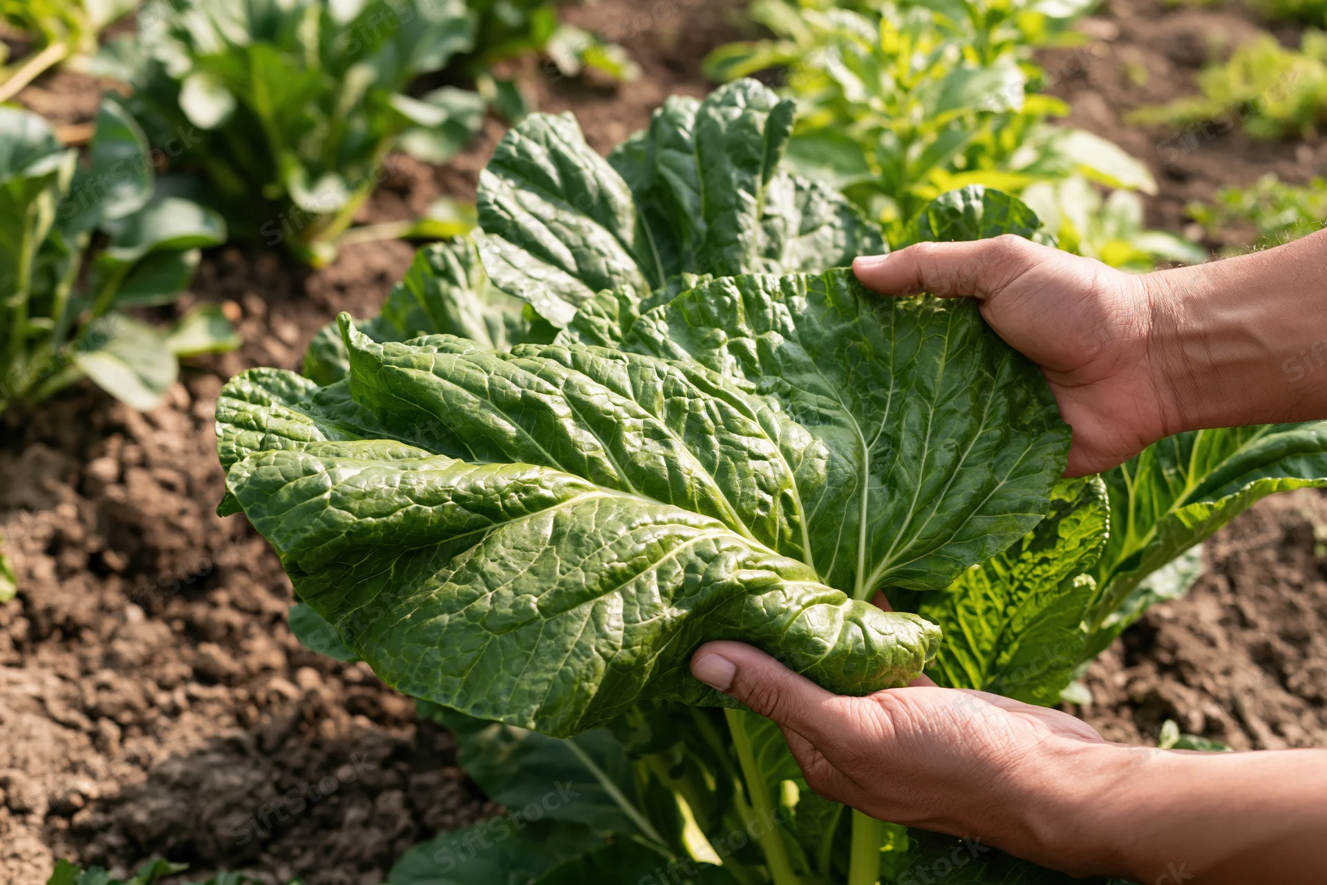 Hands inspecting a leafy green vegetable in a garden bed