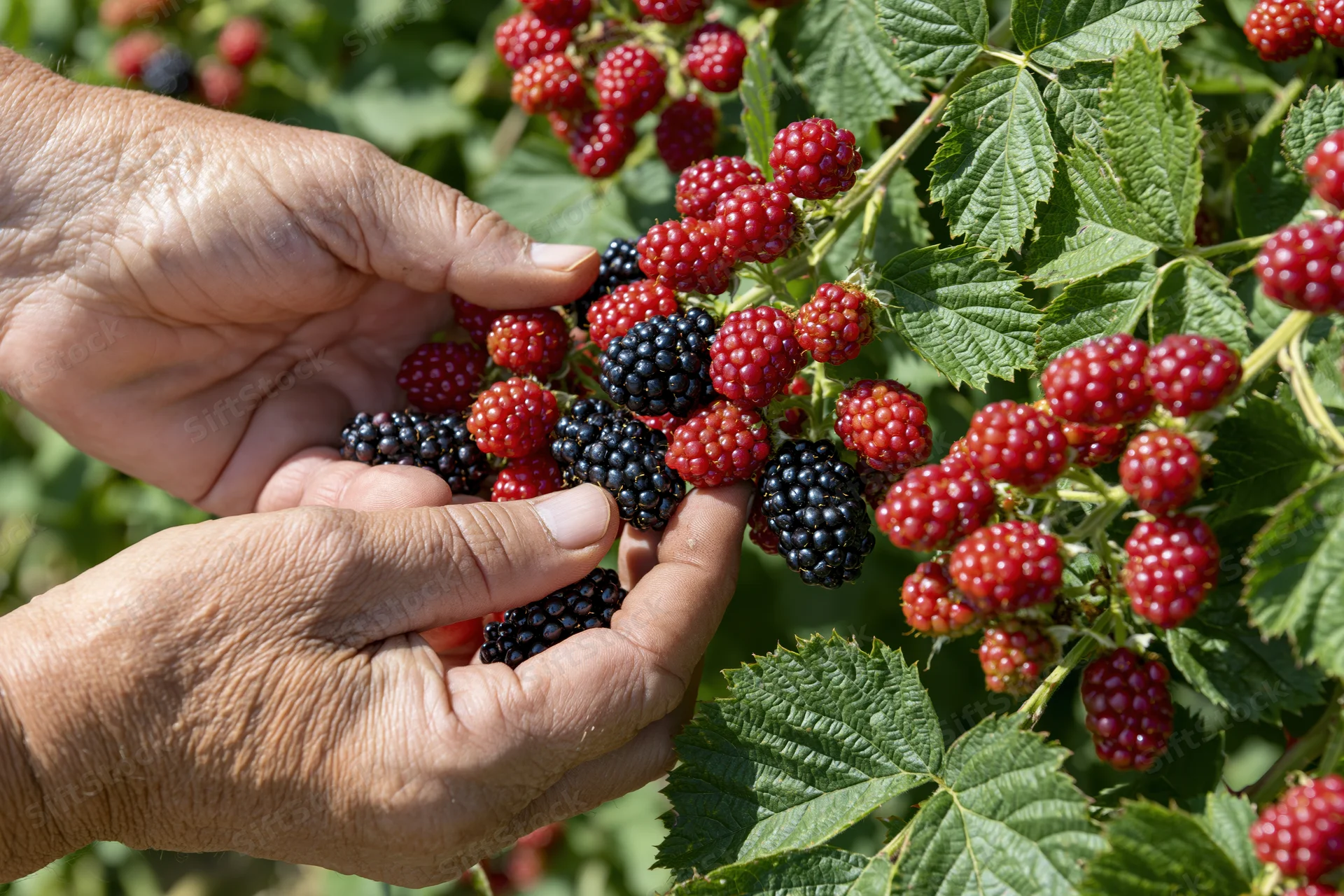 Hands picking ripe blackberries and raspberries from a bush in a garden