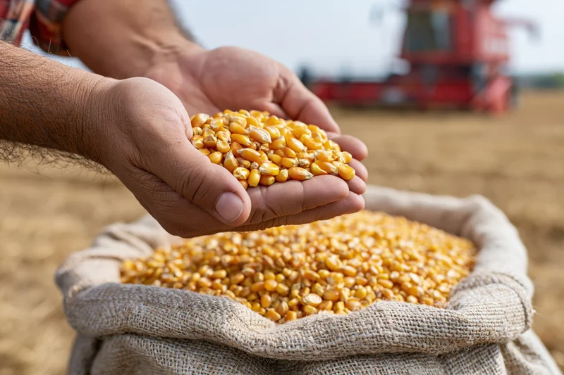 Farmer's hands holding corn kernels above a burlap sack in a harvested field with combine harvester in background