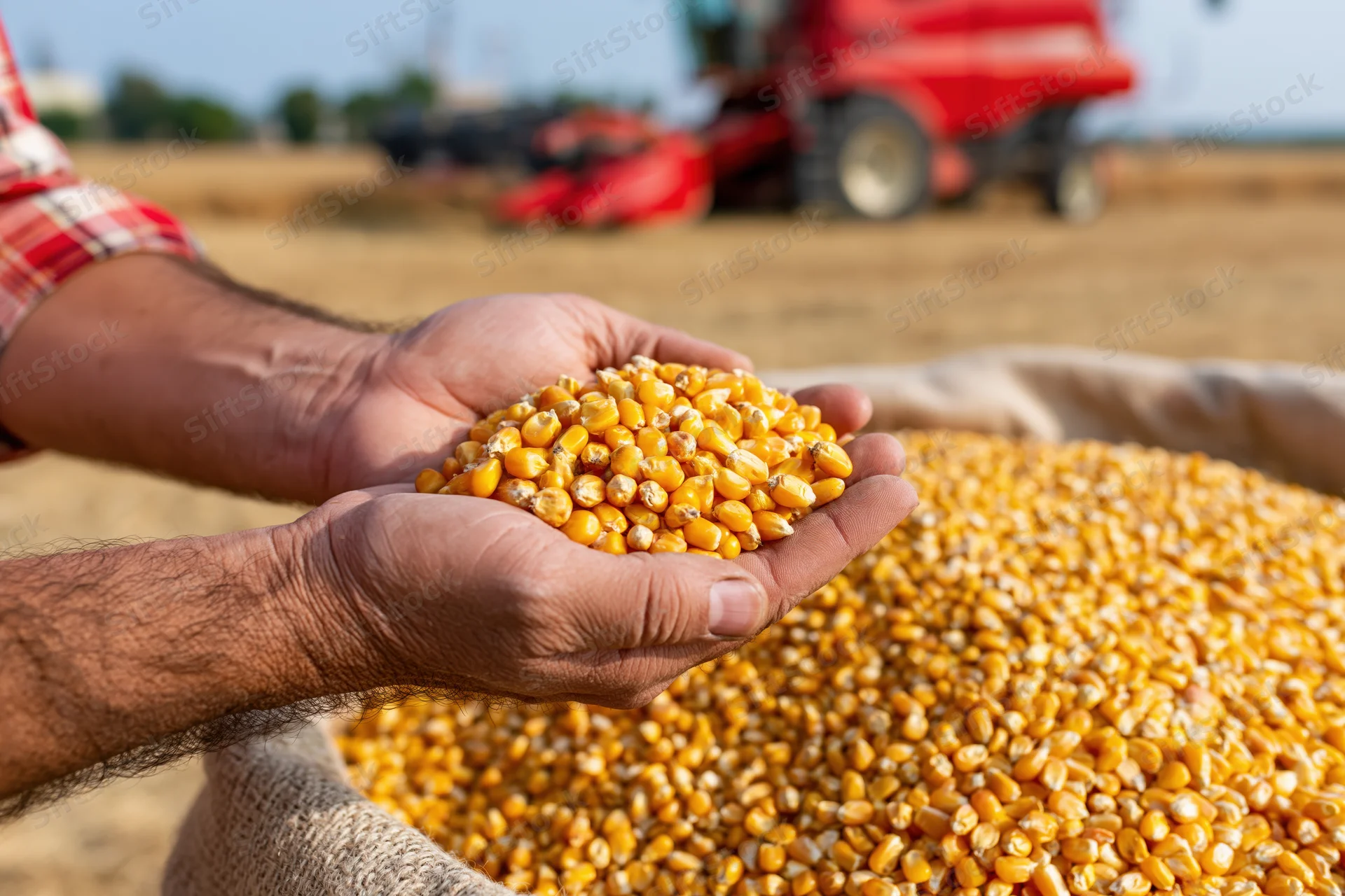 Farmer's hands holding corn kernels over a sack in a field with a tractor in the background