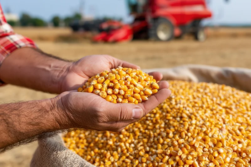 Farmer's hands holding corn kernels over a sack in a field with a tractor in the background