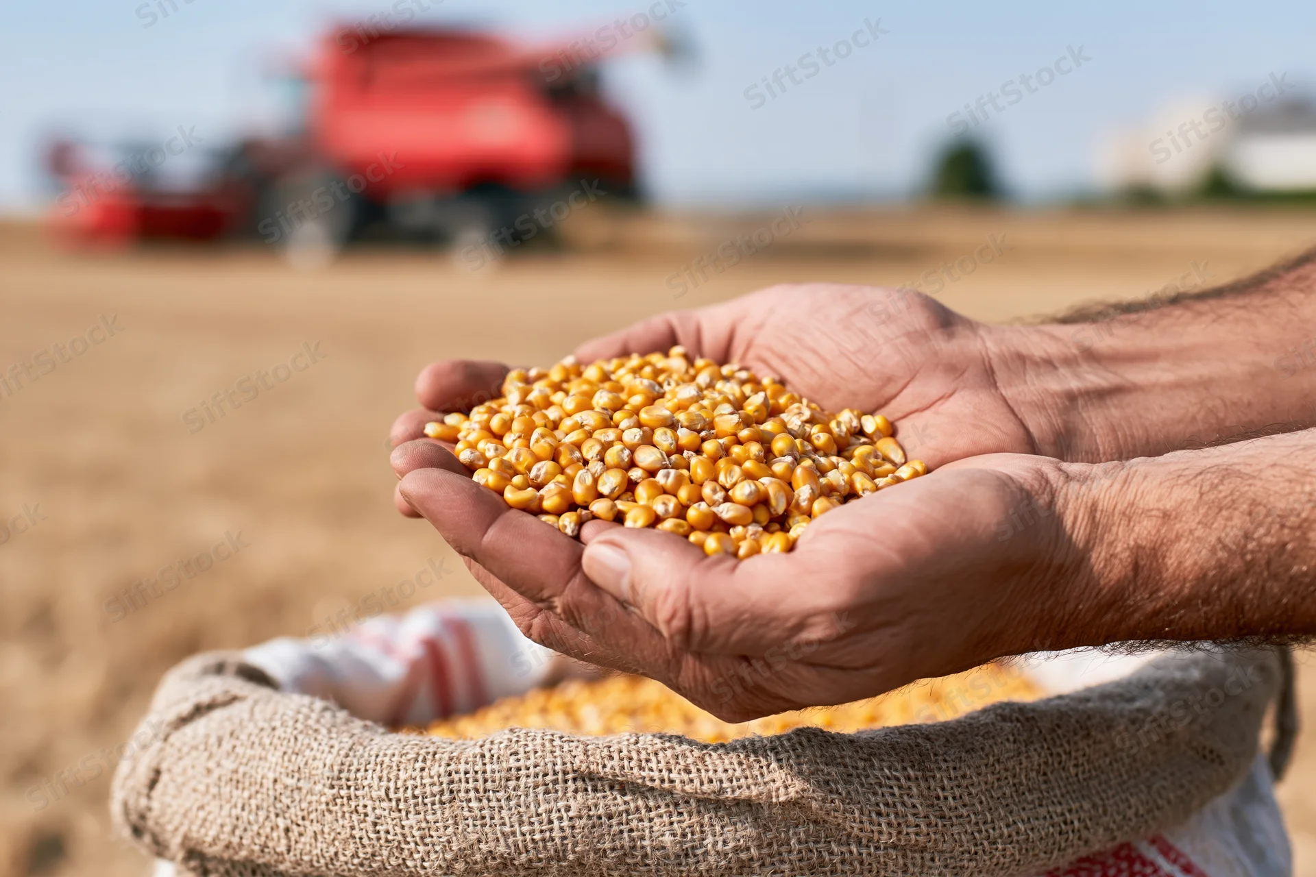 Hands holding corn kernels above a burlap sack in a harvested field with a combine harvester in the background