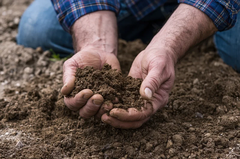 Hands holding soil in a cultivated field