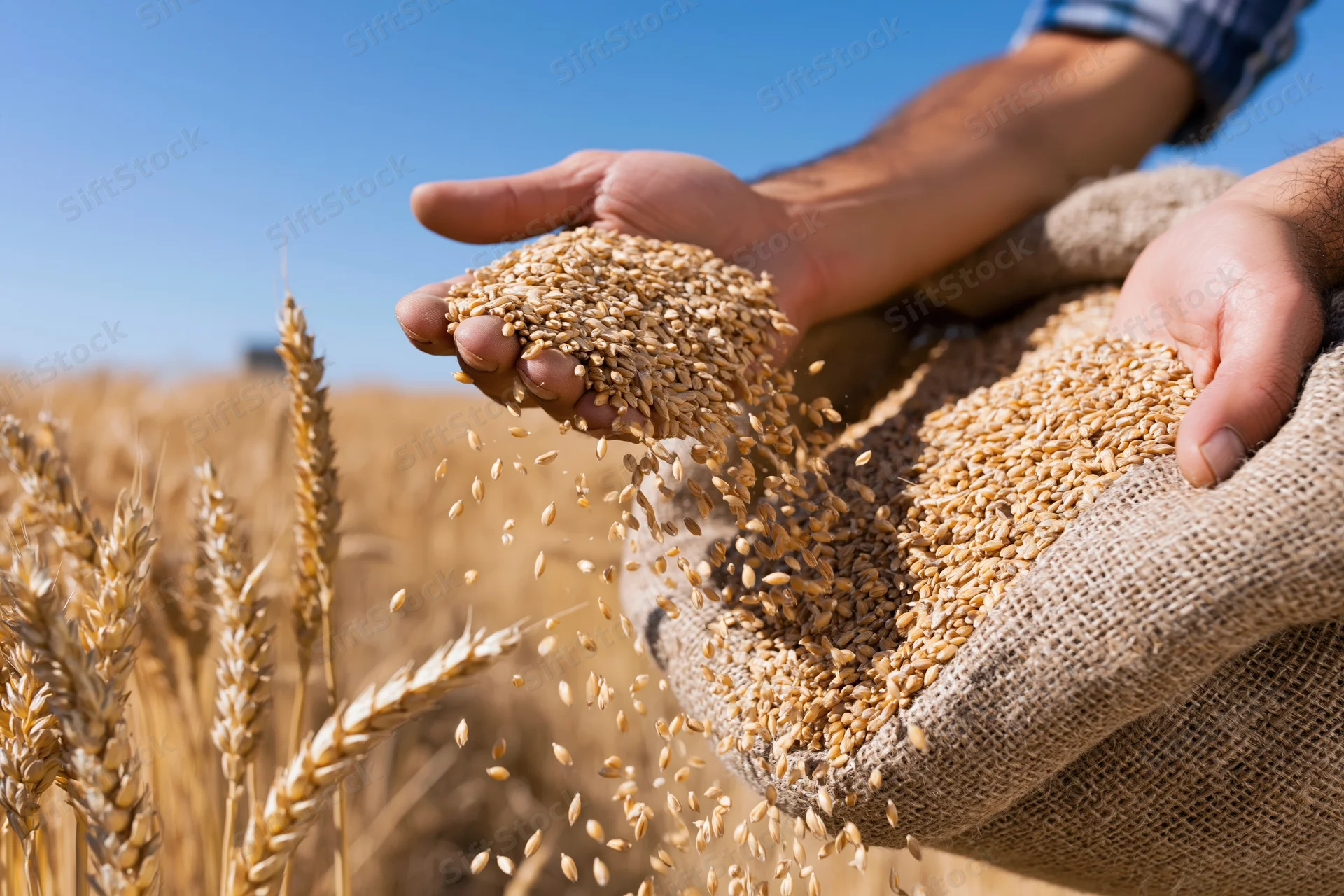 Farmer pouring golden wheat grains from hands into burlap sack in field