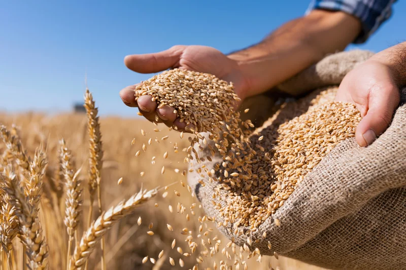 Farmer pouring golden wheat grains from hands into burlap sack in field