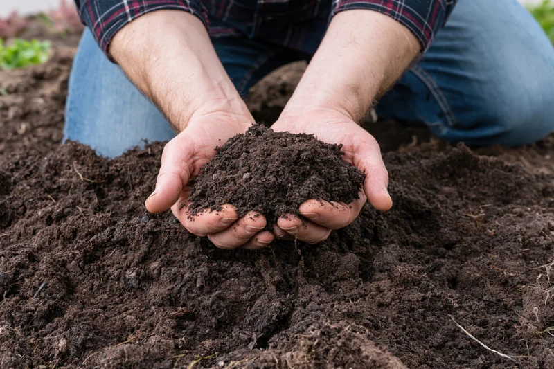 Man holding rich dark soil in hands while kneeling in garden bed